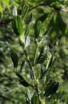 : - Ceanothus griseus