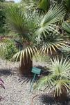 : - Coccothrinax crinita