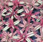: - Cryptanthus bivittatus