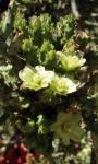 : - Cylindropuntia arbuscula