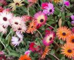 Garten-Mittagsblume-Dorotheanthus bellidiformis