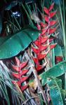 Roter Paululus-Heliconia bihai