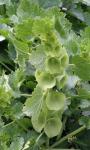 Muschelblume - Moluccella laevis