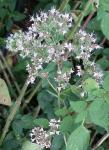 Majoran - Origanum majorana