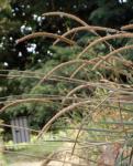 Steppen-Lieschgras - Phleum phleoides