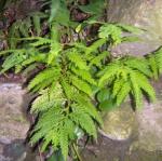 : - Selaginella delicatula