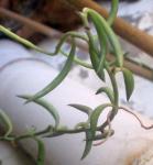 :-Senecio radicans