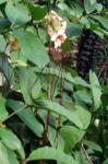 Westafrikanische Korkenzieherblume - Strophanthus preussii