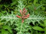 : - Acanthus sennii