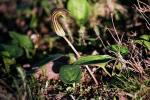 Krummstab - Arisarum vulgare