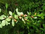 Thunberg-Berberitze - Berberis thunbergii
