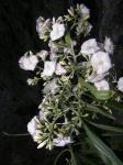 : - Jacquemontia floribunda