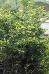 Europäische Eibe - Taxus baccata