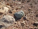 : - Anabasis aretioides