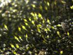 : - Grimmia laevigata