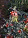 : - Lessertia microphylla