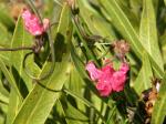 : - Microloma tenuifolium