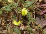 Gelbe Hauhechel - Ononis natrix