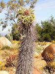 : - Pachypodium namaquanum