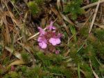 Wald-Läusekraut - Pedicularis sylvatica