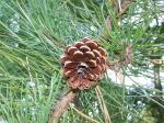 Pech-Kiefer - Pinus rigida