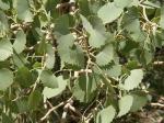 Euphrat-Pappel - Populus euphratica