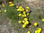 : - Ranunculus ollissiponensis