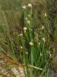 Rasenbinse - Trichophorum caespitosum