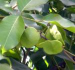 : - Derris trifoliata