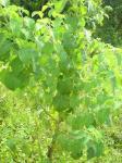 Sangura - Hyptis suaveolens