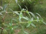 Diamantblume - Oldenlandia corymbosa