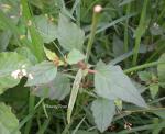 : - Boerhavia erecta