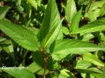 Rundkapseljute - Corchorus capsularis