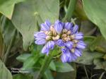 : - Monochoria hastata