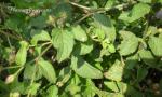 : - Cyanthillium patulum