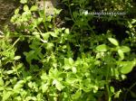 : - Dentella repens