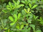 : - Alstonia spatulata