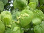 Abuta - Cissampelos pareira