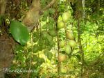 : - Baccaurea ramiflora