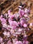 : - Andira laurifolia var. laurifolia