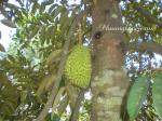 Durian - Durio zibethinus