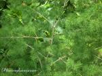 Chinesischer Spargel - Asparagus cochinchinensis