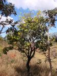 : - Chamaecrista orbiculata