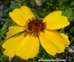 : - Thelesperma filifolium