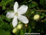 bull nettle - Cnidoscolus texanus
