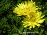 : - Pyrrhopappus pauciflorus