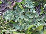 : - Polytaenia texana