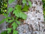 : - Cissus trifoliata