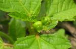 : - Croton glandulosus