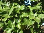 Nashi-Birne - Pyrus pyrifolia